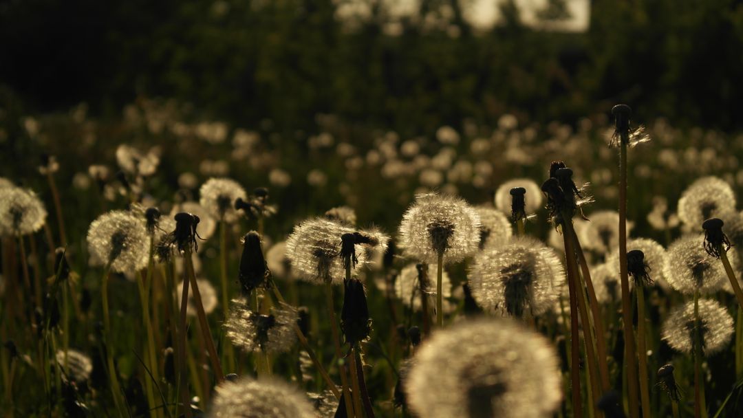 a field of dandelions - Free Images, Stock Photos and Pictures on Pikwizard.com