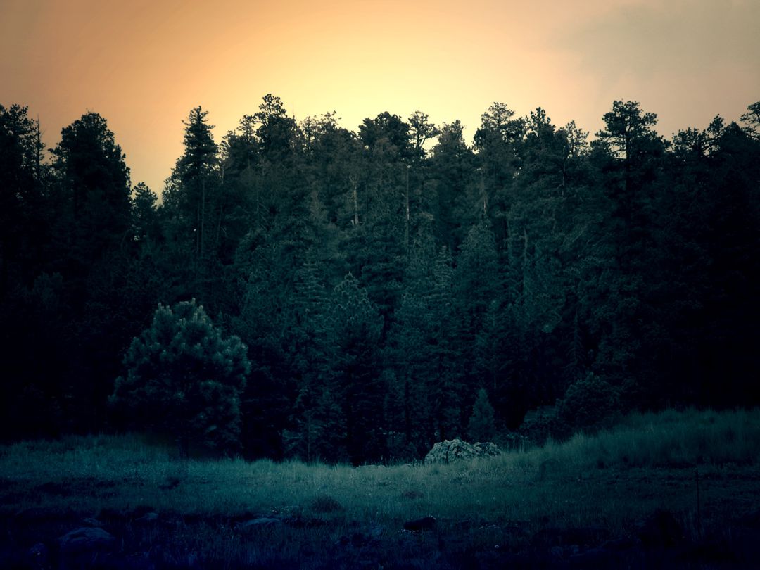 a forest at sunset - Free Images, Stock Photos and Pictures on Pikwizard.com