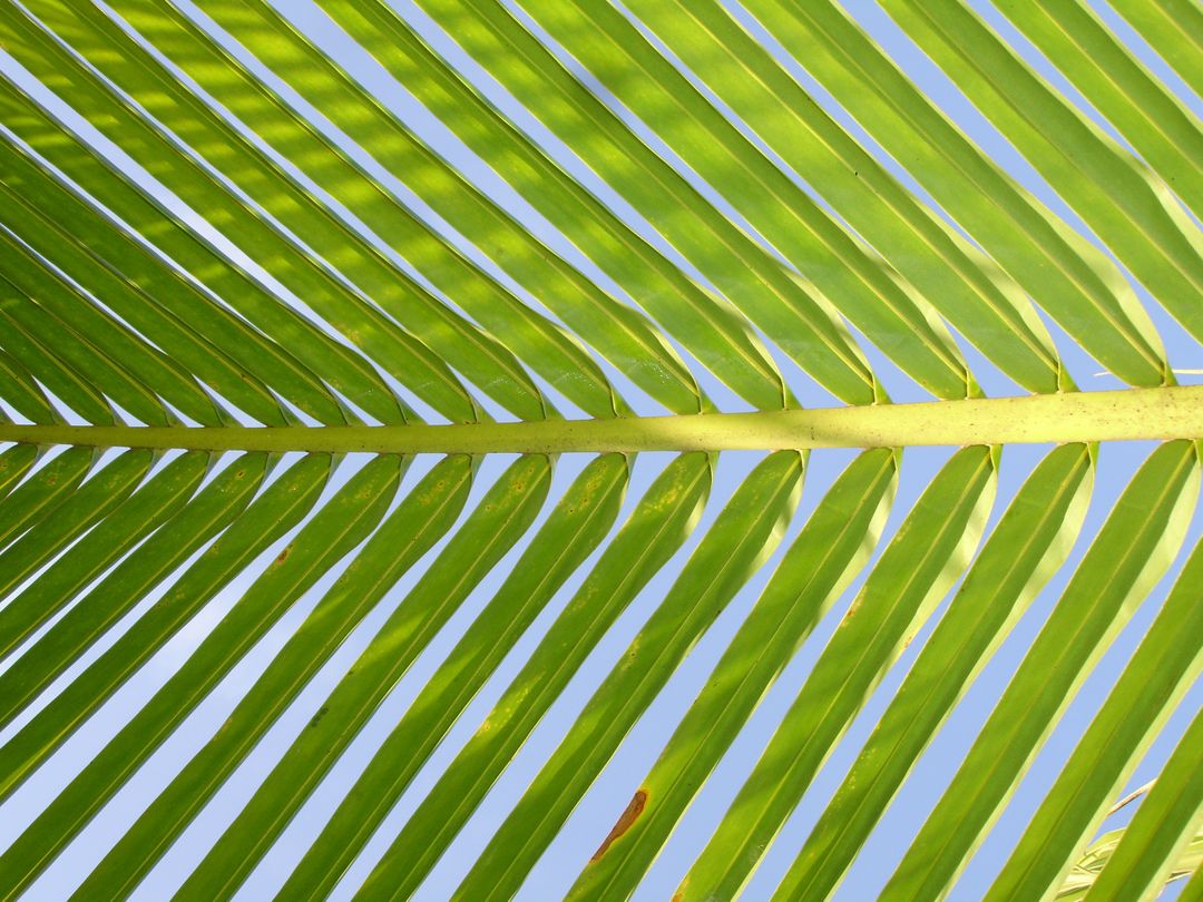 a palm leaf - Free Images, Stock Photos and Pictures on Pikwizard.com