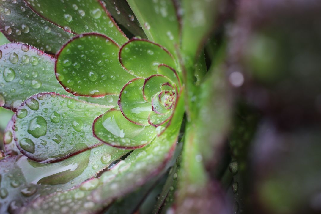 a succulent plant with water droplets - Free Images, Stock Photos and Pictures on Pikwizard.com