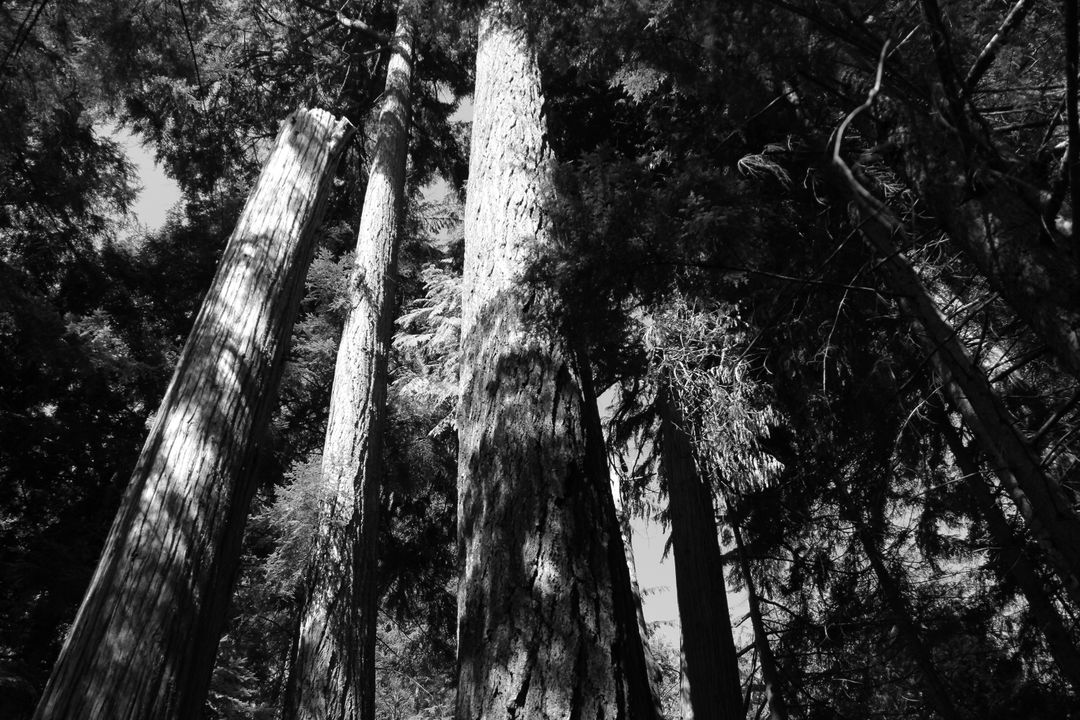 a black and white photo of tall trees - Free Images, Stock Photos and Pictures on Pikwizard.com