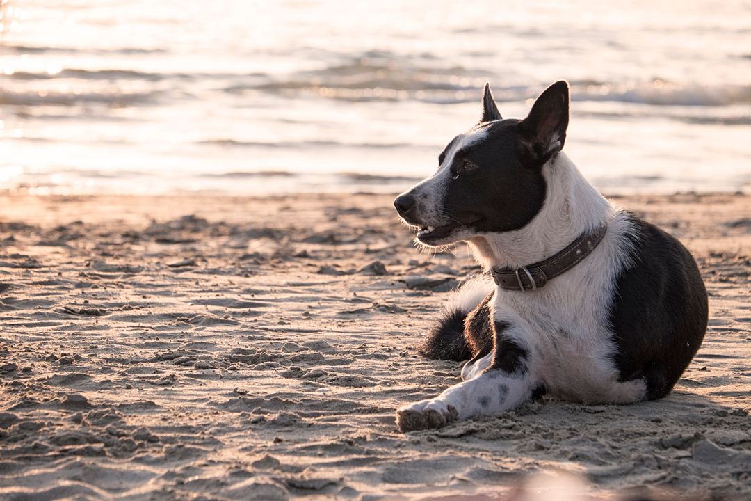 a dog laying on the beach from Pikwizard