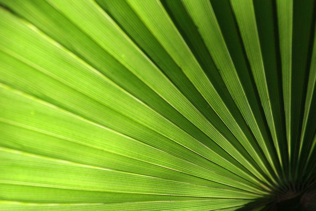 a palm leaf - Free Images, Stock Photos and Pictures on Pikwizard.com