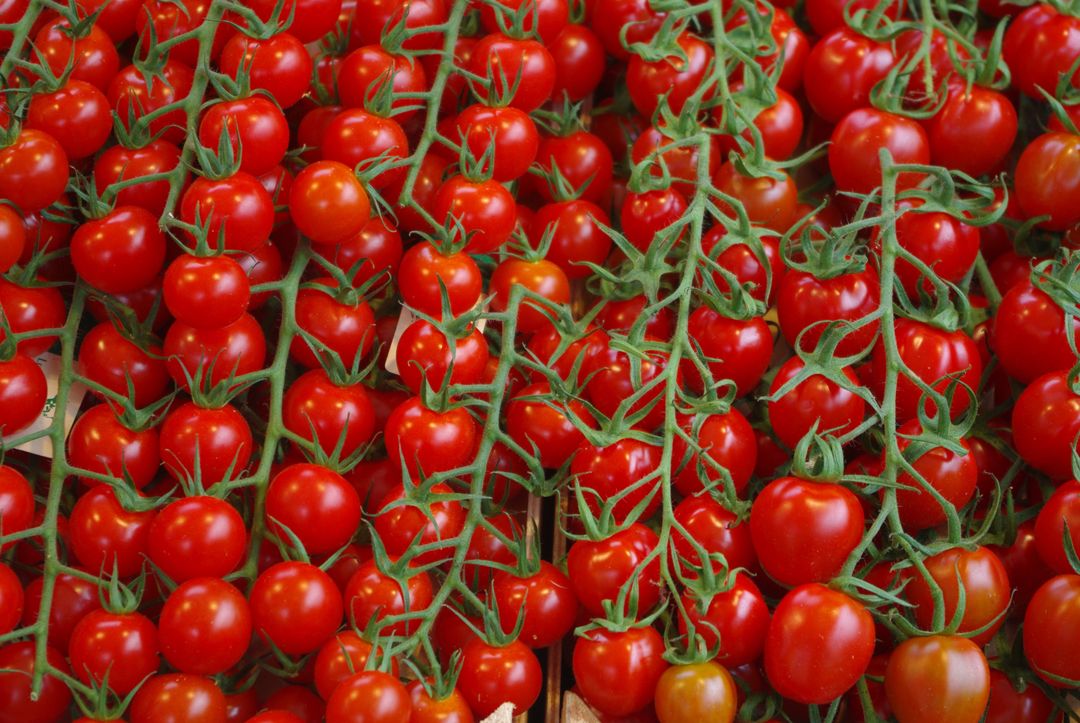 a bunch of tomatoes - Free Images, Stock Photos and Pictures on Pikwizard.com