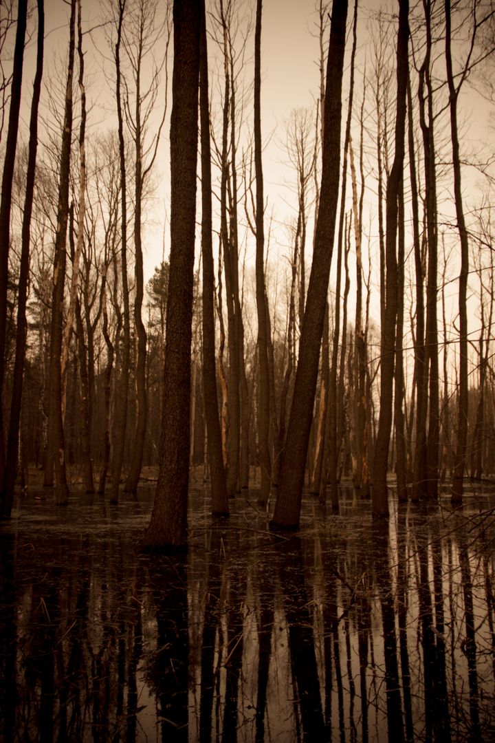 a swamp with trees in it - Free Images, Stock Photos and Pictures on Pikwizard.com
