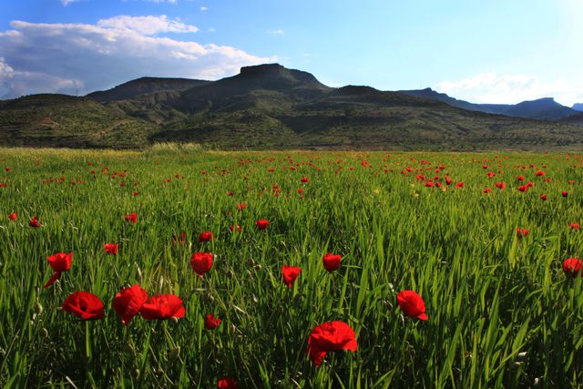 Red Poppy Flowers in Field - Download Free Stock Photos Pikwizard.com