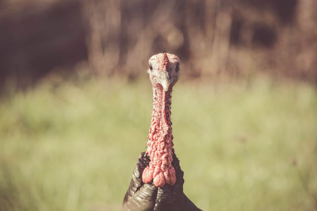 Close up view of turkey head against grass field. farming  and livestock concept