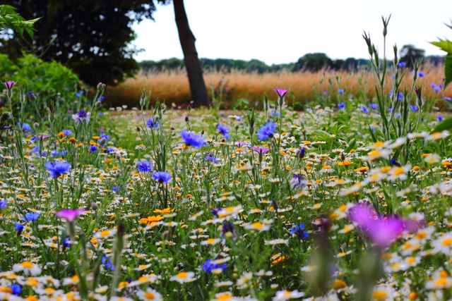 Flowers summer meadow wild flowers - Download Free Stock Photos Pikwizard.com