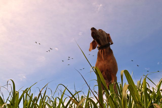 Animal birds dog grass - Download Free Stock Photos Pikwizard.com