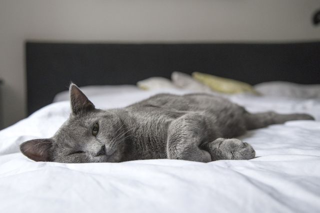 a cat laying on a bed - Download Free Stock Photos Pikwizard.com