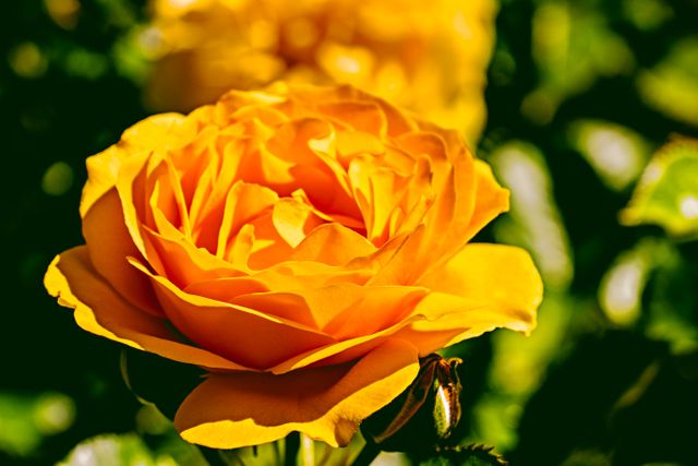 Yellow Rose Flower - Download Free Stock Photos Pikwizard.com