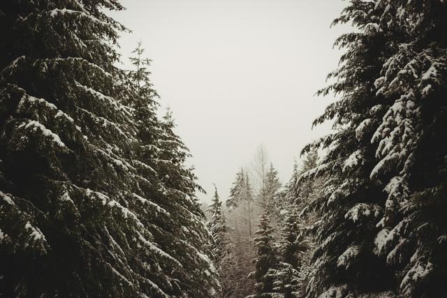 Pine trees covered in snow during winter