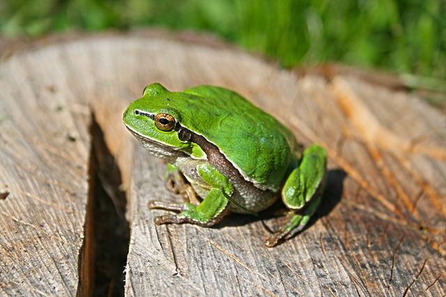 Tree frog Amphibian Frog - Download Free Stock Photos Pikwizard.com