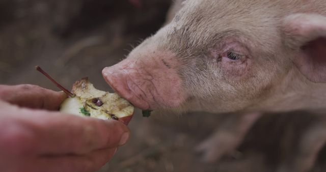 Close up of caucasian man working on farm, feeding pigs. homesteading, healthy lifestyle on organic farm in the countryside.