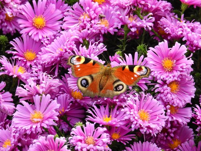 Close-up of Butterfly on Flowers - Download Free Stock Photos Pikwizard.com