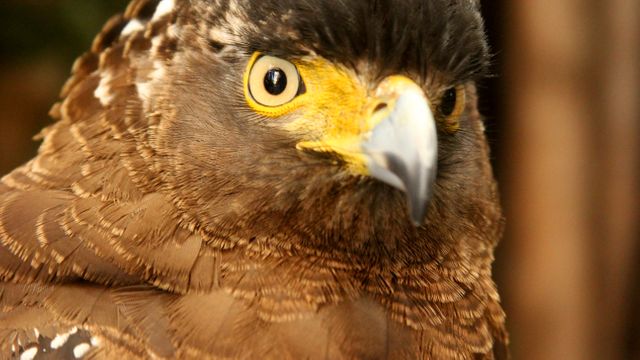 Owl Bird Bald eagle - Download Free Stock Photos Pikwizard.com