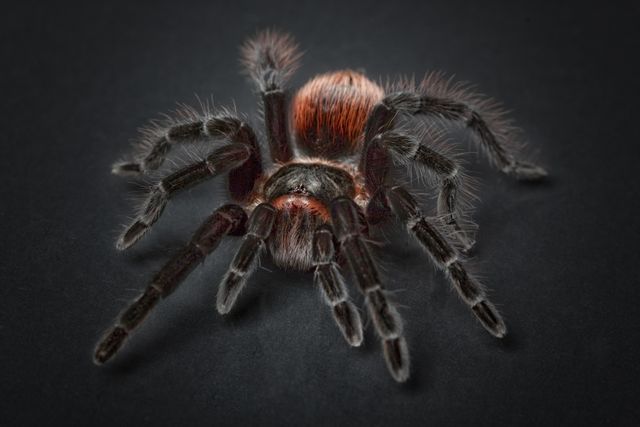 Animal arachnid close up eerie - Download Free Stock Photos Pikwizard.com