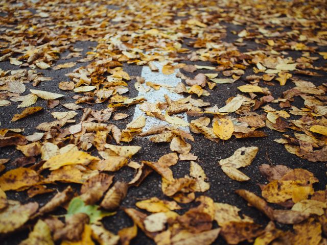 a road covered in leaves - Download Free Stock Photos Pikwizard.com