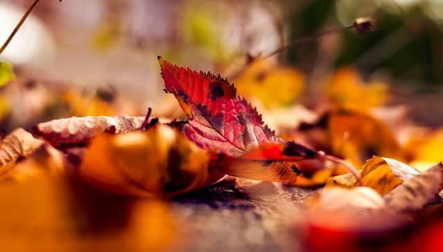 a leaf lying on the ground - Download Free Stock Photos Pikwizard.com