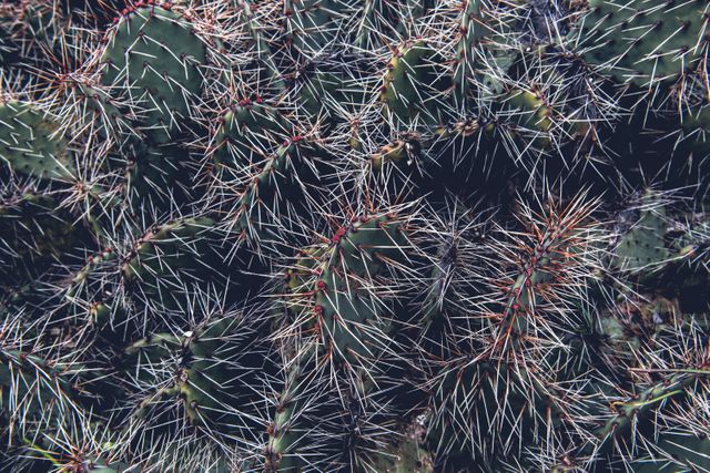 Close up view of thorny cactus texture detail. Nature and ecology concept