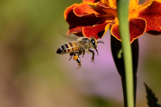 Honey Bee on Red and Yellow Flower during Daytime - Download Free Stock Photos Pikwizard.com