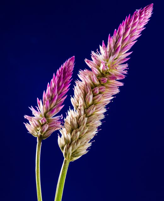 Purple and White Clustered Flower - Download Free Stock Photos Pikwizard.com