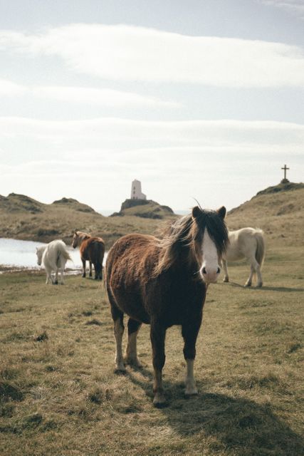 a horse standing in a field - Download Free Stock Photos Pikwizard.com