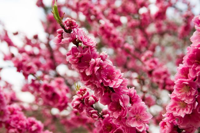 a pink tree with flowers - Download Free Stock Photos Pikwizard.com