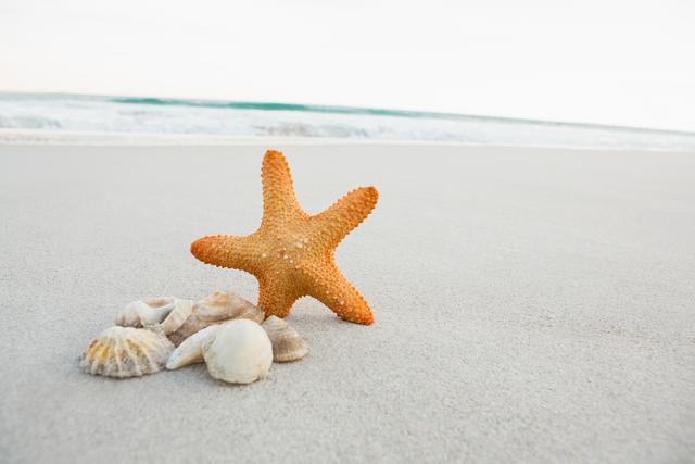 Starfish and shells on sand - Download Free Stock Photos Pikwizard.com