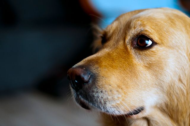 Animal dog golden retriever - Download Free Stock Photos Pikwizard.com