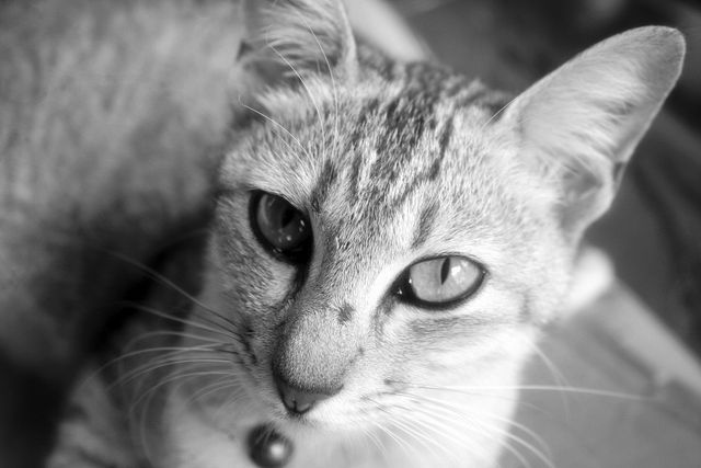 a cat in black and white - Download Free Stock Photos Pikwizard.com