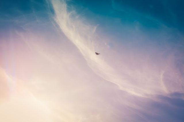 a bird flying in the sky - Download Free Stock Photos Pikwizard.com