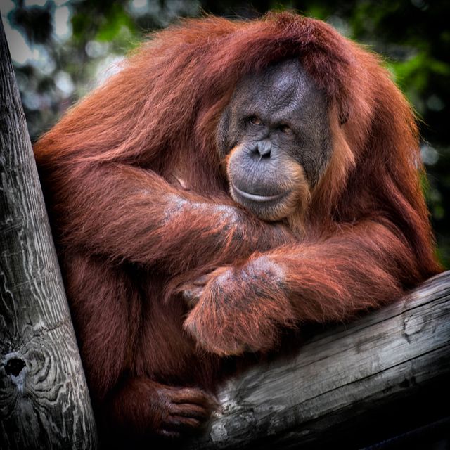Orangutan - Download Free Stock Photos Pikwizard.com