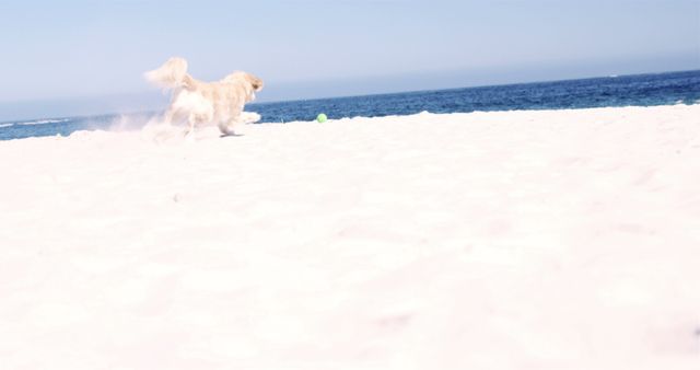 Cute white little dog running after ball at beach over blue sky and sea on sunny day. Vacation, free time and animals.