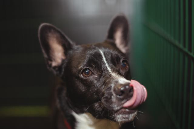 Curious dog licking nose - Download Free Stock Photos Pikwizard.com