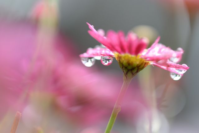 Pink Petal Flower in Macro Photography - Download Free Stock Photos Pikwizard.com