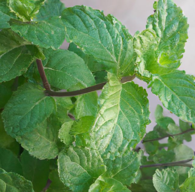 Image of close up of fresh green leaves mint plant on grey background - Download Free Stock Photos Pikwizard.com