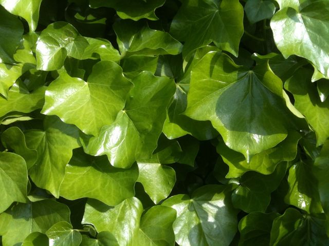 Climbing plant green ivy - Download Free Stock Photos Pikwizard.com