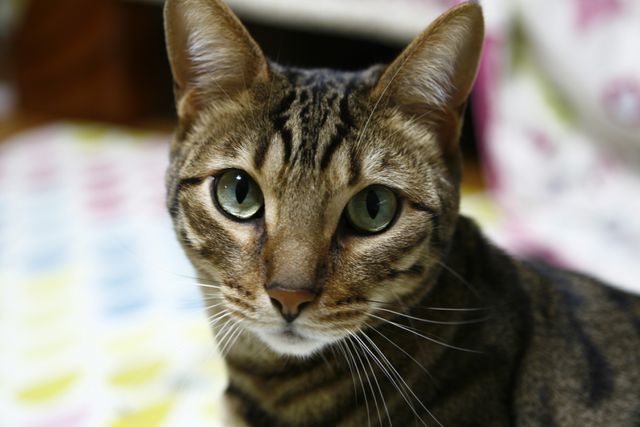 a cat with green eyes - Download Free Stock Photos Pikwizard.com