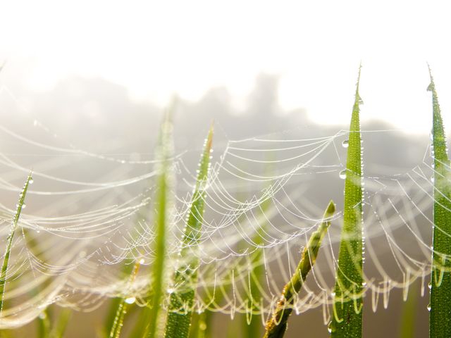 Arachnid blur close up cobweb - Download Free Stock Photos Pikwizard.com