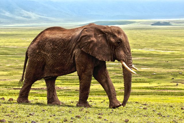 Elephant Standing in a Field - Download Free Stock Photos Pikwizard.com