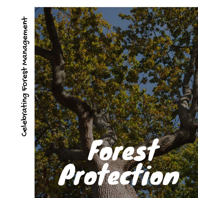 Composite of tree in summer with celebrating forest management and forest protection text - Download Free Stock Templates Pikwizard.com