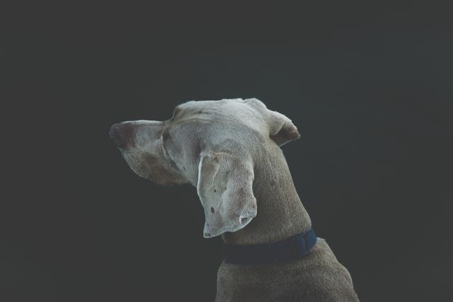 Brown Dog With Blue Collar - Download Free Stock Photos Pikwizard.com