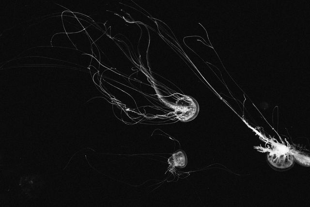 Web Spider web Jellyfish - Download Free Stock Photos Pikwizard.com