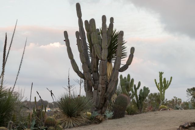 Cactus Growing in Desert Against Sky - Download Free Stock Photos Pikwizard.com