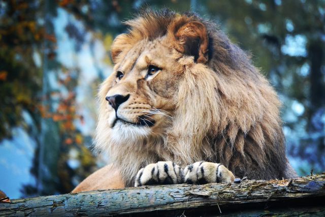Lion Big cat Feline - Download Free Stock Photos Pikwizard.com