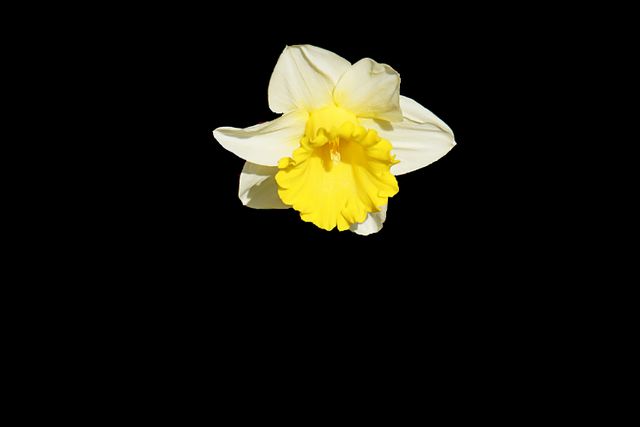 Yellow and White Petaled Flower - Download Free Stock Photos Pikwizard.com