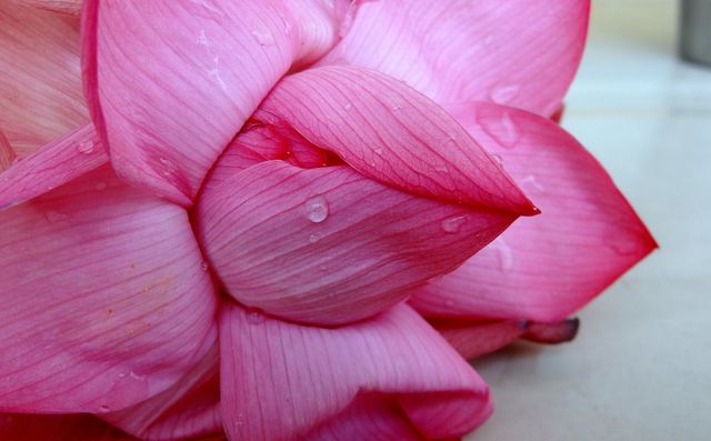 Close-up of Wet Pink Flower - Download Free Stock Photos Pikwizard.com