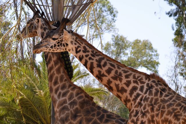 Giraffe Africa Animal - Download Free Stock Photos Pikwizard.com