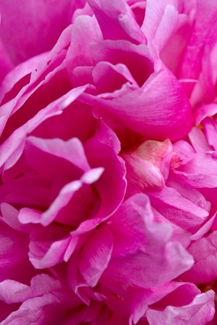 a pink peony flower - Download Free Stock Photos Pikwizard.com